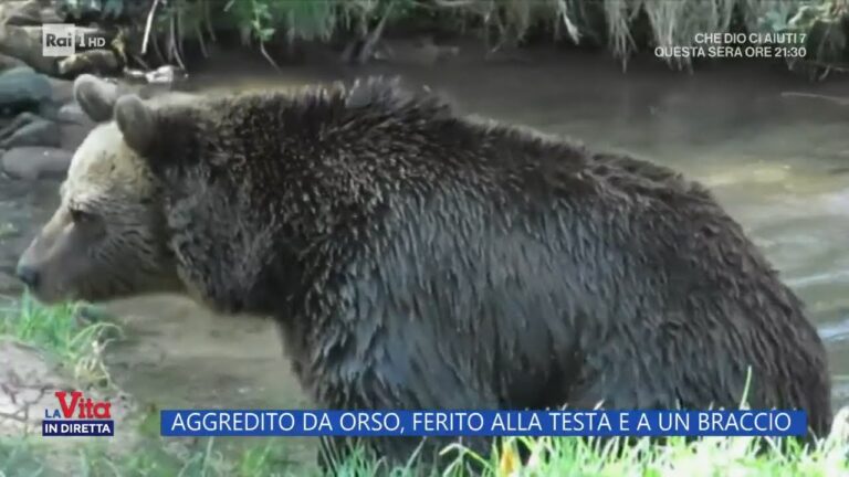 La minaccia degli orsi in Italia: Vittime umane aumentano